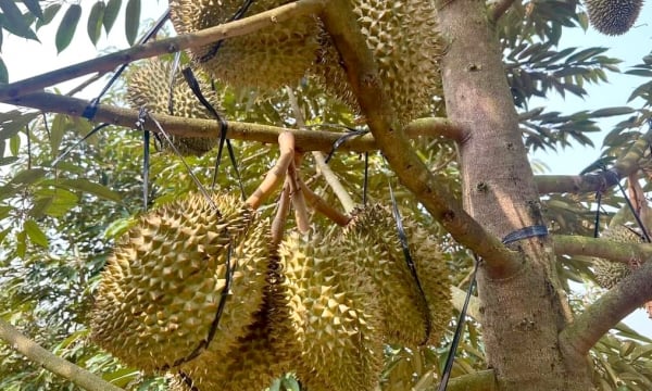 Dong Nai promotes durian exports